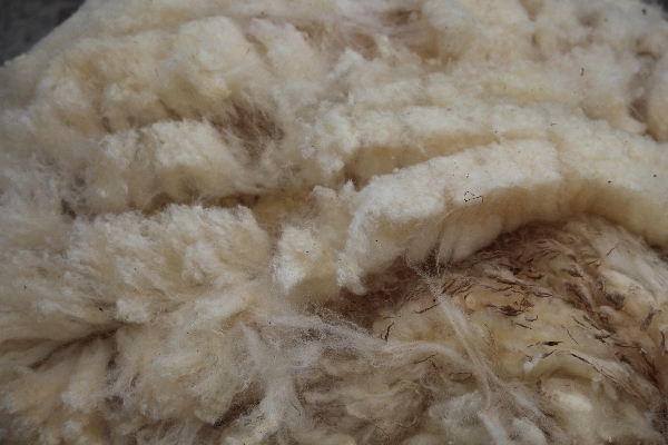 De dikke vacht is eraf.  Wol is soepel en sterk. Het wordt gebruikt om bijvoorbeeld truien, tapijten, gordijnen en dekbedden van te maken.
